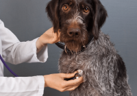 Understanding Heart Murmur in Dogs