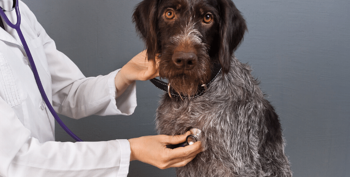 Understanding Heart Murmur in Dogs