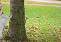 What To Do When Your Dog Chases Squirrels and Other Small Animals