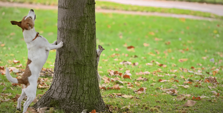 What To Do When Your Dog Chases Squirrels and Other Small Animals