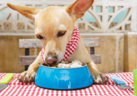 Fruits & Vegetables Dogs Can Eat For Health