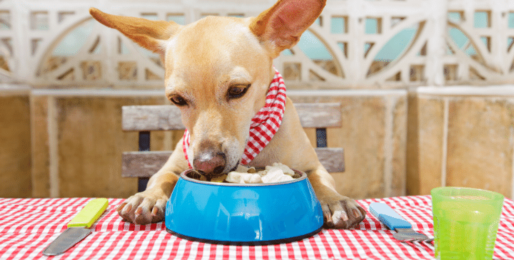 Fruits & Vegetables Dogs Can Eat For Health