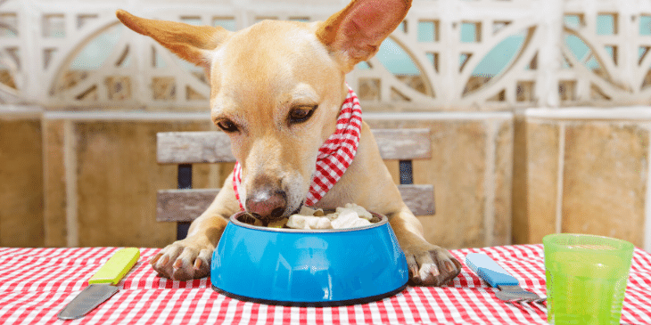 Fruits and Vegetables Dogs Can Eat for Health