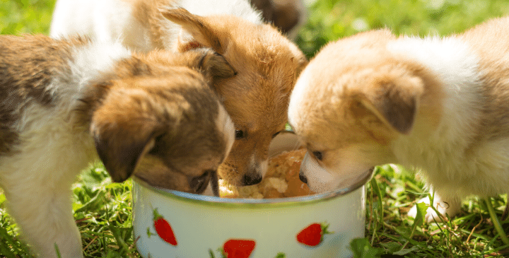Best Puppy Food Recommended By Vets