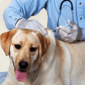 Core Dog Vaccines_The Shots Every Dog Really Needs