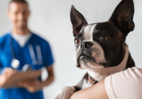 Dog Vaccines: Which Shots Does Your Dog Need?