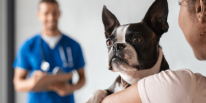 Dog Vaccines_Which Shots Does Your Dog Need