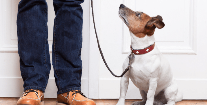 5 Useful Commands for Dogs On-The-Go