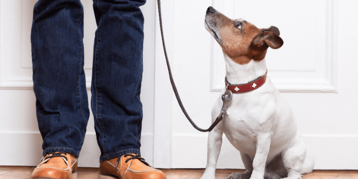 5 Useful Commands for Dogs On-The-Go