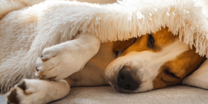 How Do You Cheer Up a Dog Who’s Depressed?