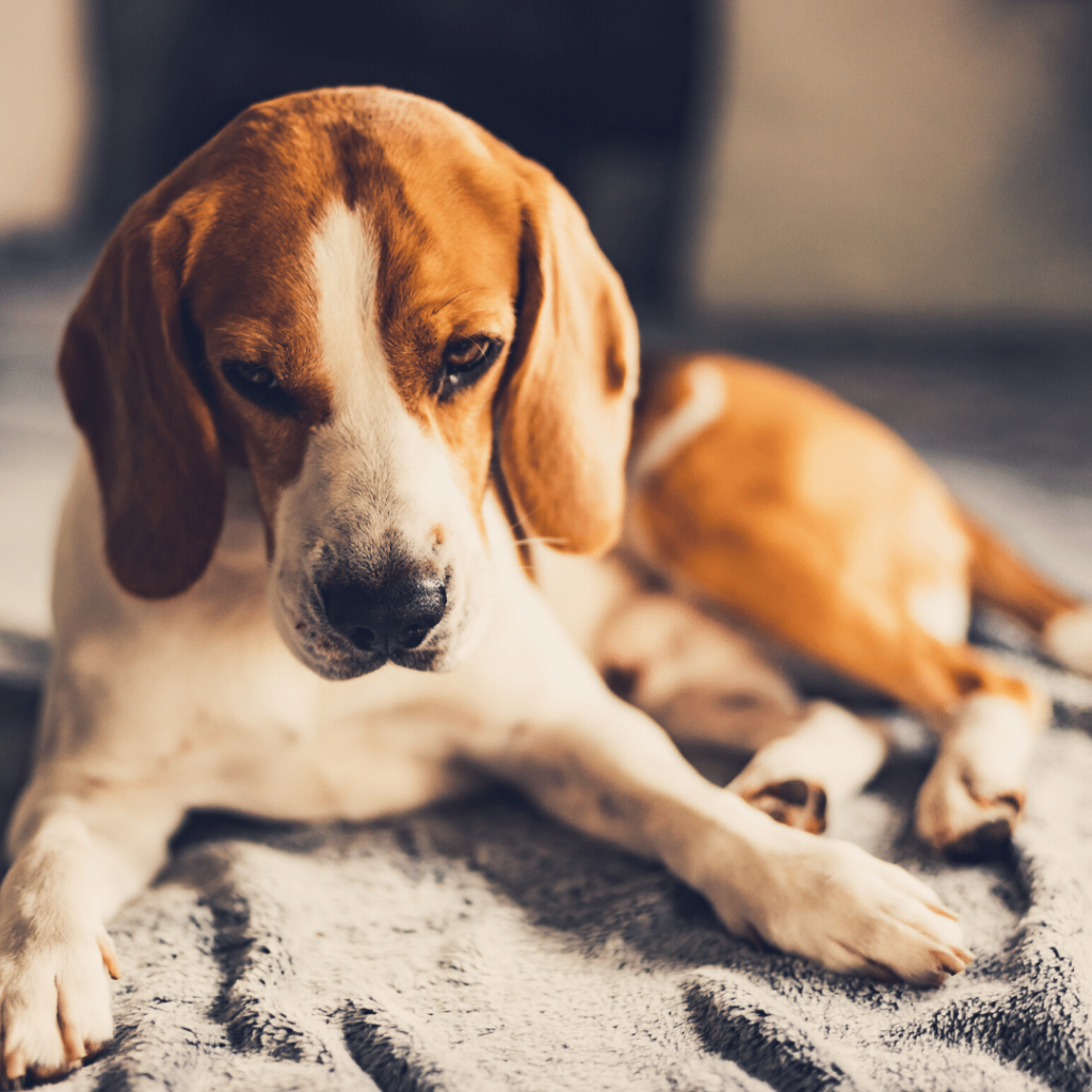 How Do You Cheer Up a Dog Who's Depressed? | Puppy Smarts