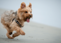 Dog Trotting vs Pacing: Understanding Canine Gaits