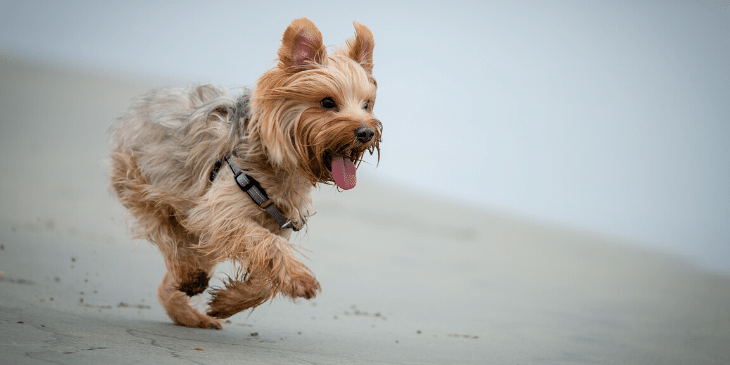 Dog Trotting vs Pacing: Understanding Canine Gaits
