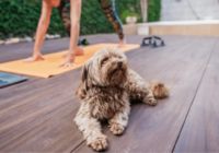 10 Fun Ways to Exercise with Your Dog