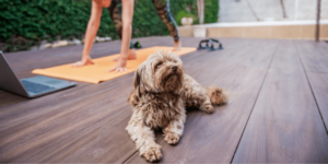 10 Fun Ways to Exercise with Your Dog
