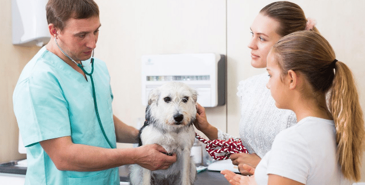 12 Clever Ways to Save Money on Vet Bills