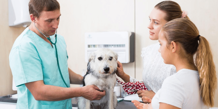 12 Clever Ways to Save Money on Vet Bills