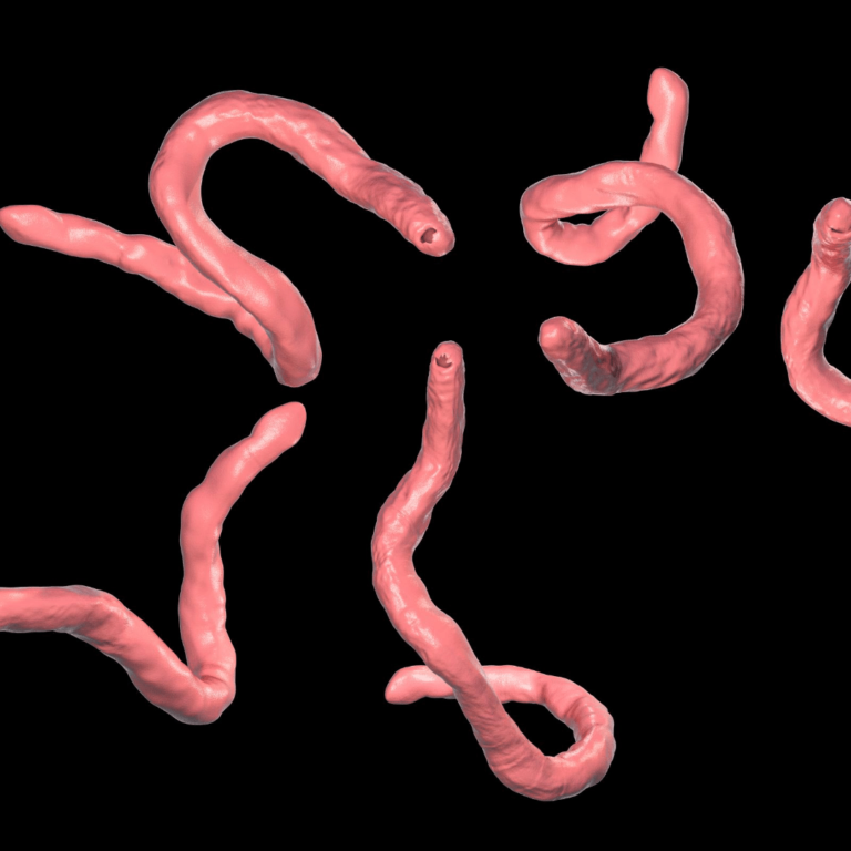 HOW TO GET RID OF HOOKWORMS IN DOGS NATURALLY