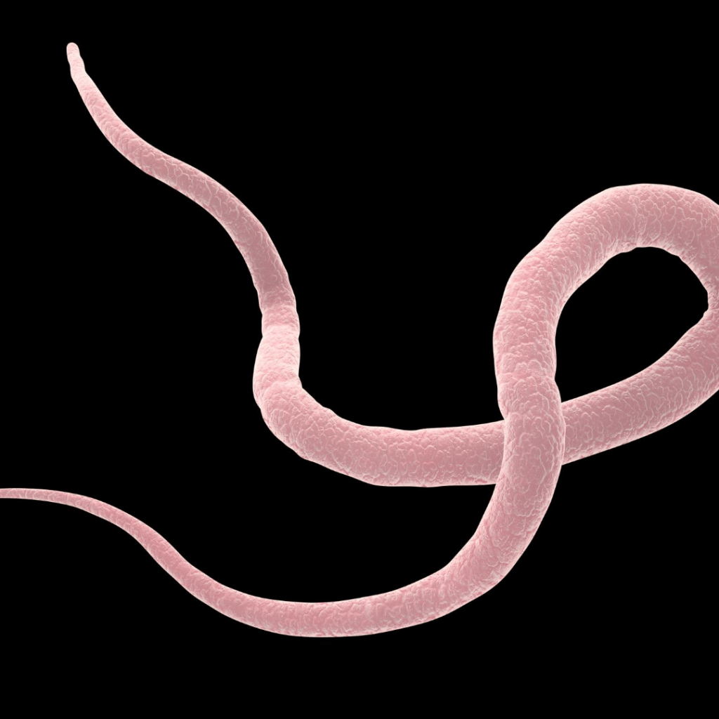 Roundworms