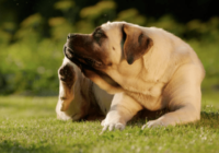 The 6 Most Common Dog Parasites