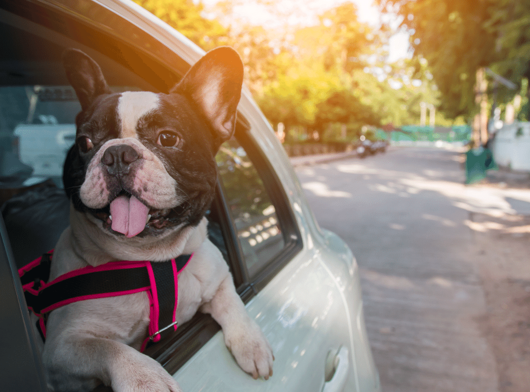 Can I use my dog’s harness with a seatbelt in the car_