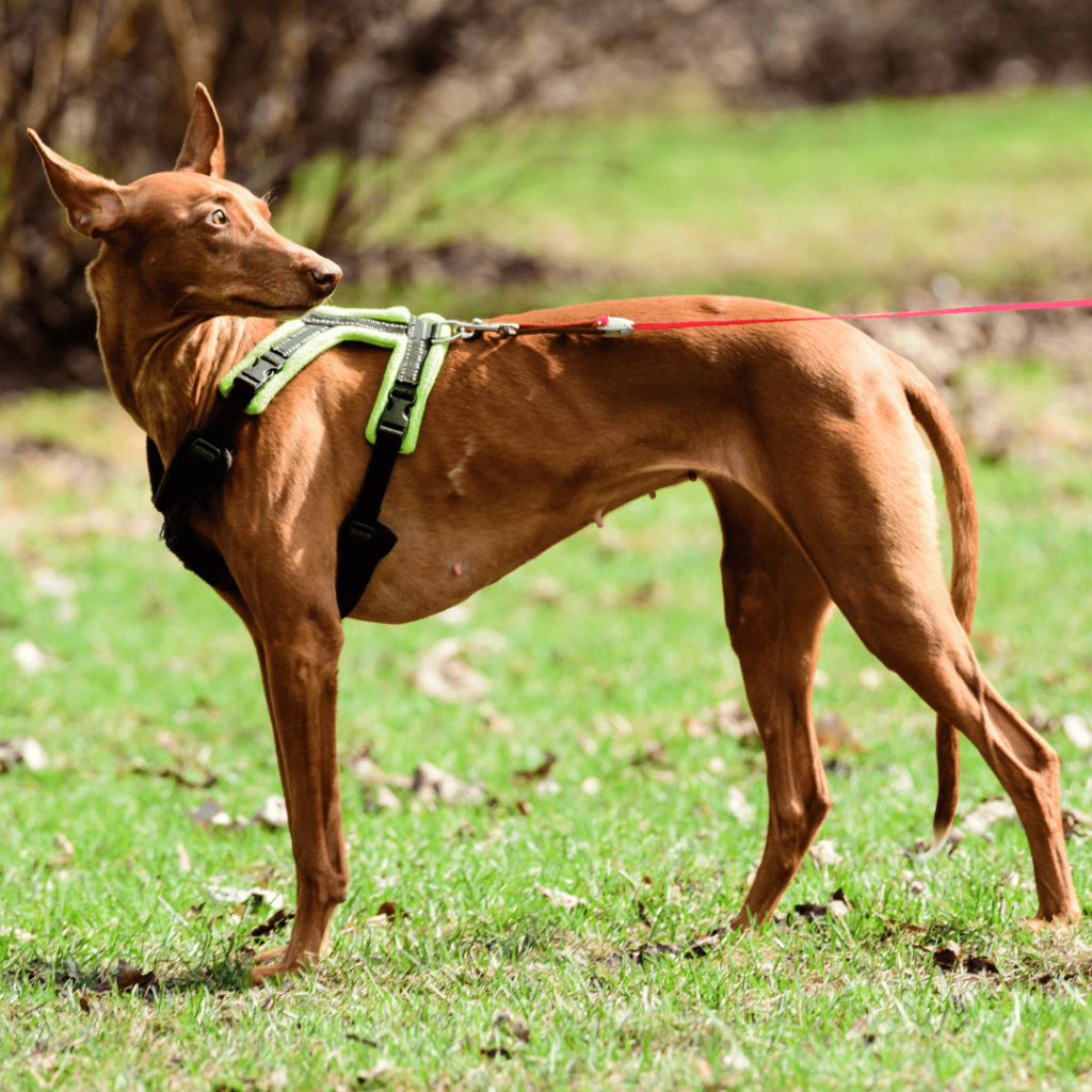 How to Find a Chew Proof Dog Harness