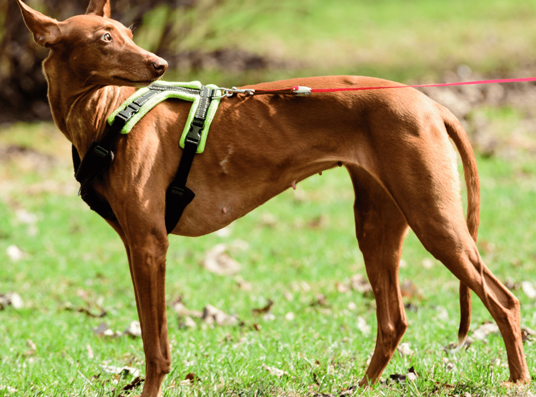 Here’s How to Find the Best Chew Proof Dog Harness