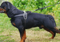 How to Find the Best Chew Proof Dog Harness