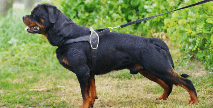 How to Find the Best Chew Proof Dog Harness