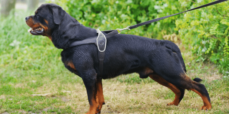 How to Find the Best Chew Proof Dog Harness