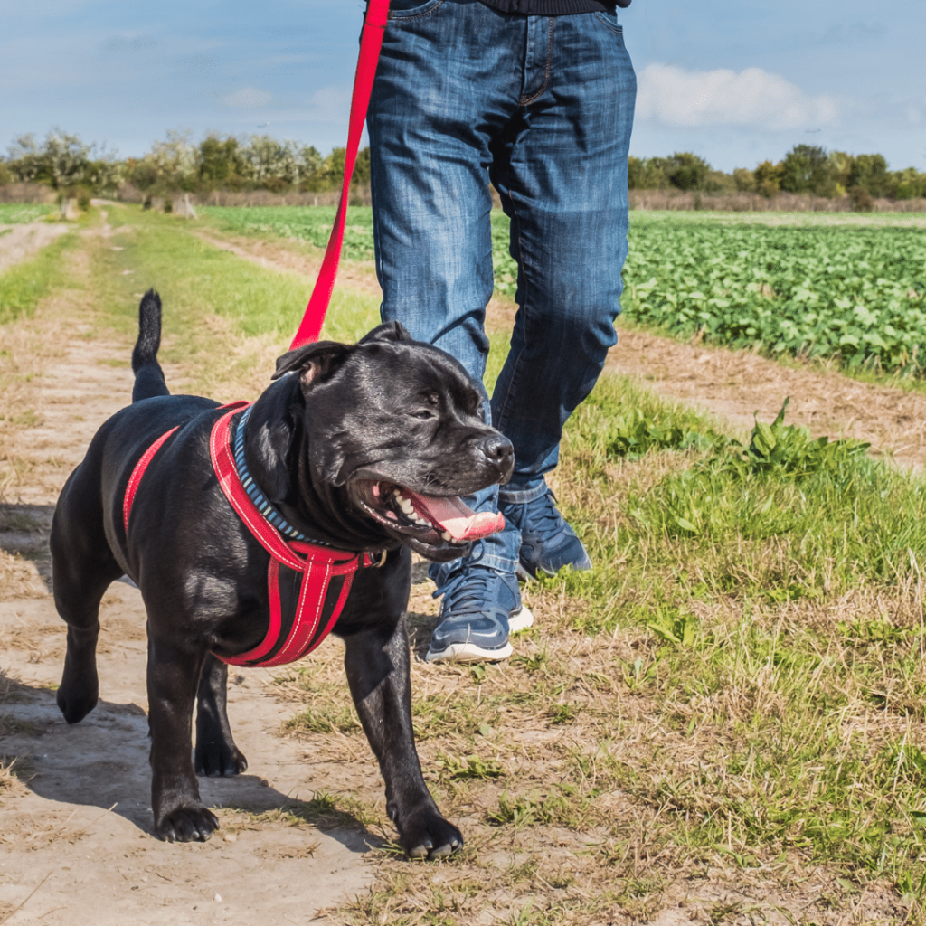 Key Features to Look for When Choosing a Dog Harness