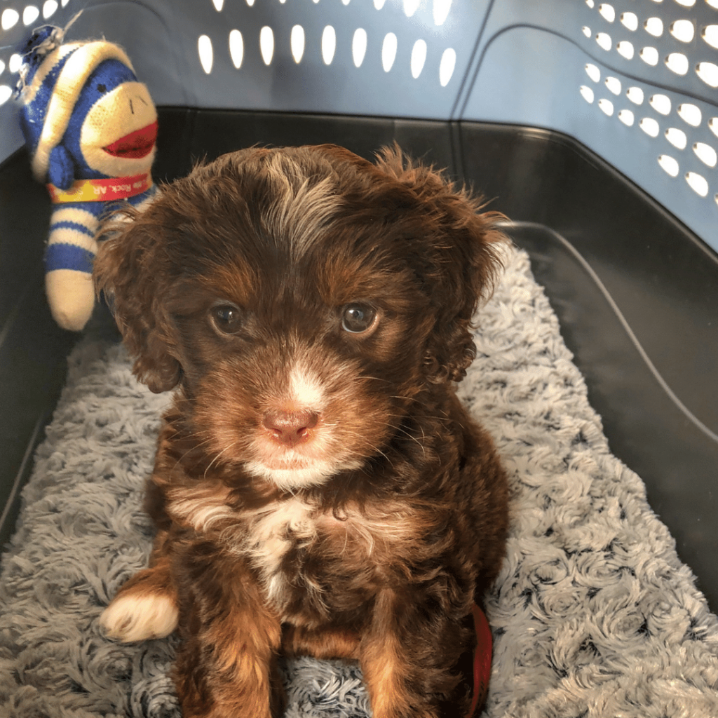 Pros and Cons Of Using a Crate for Puppy Training