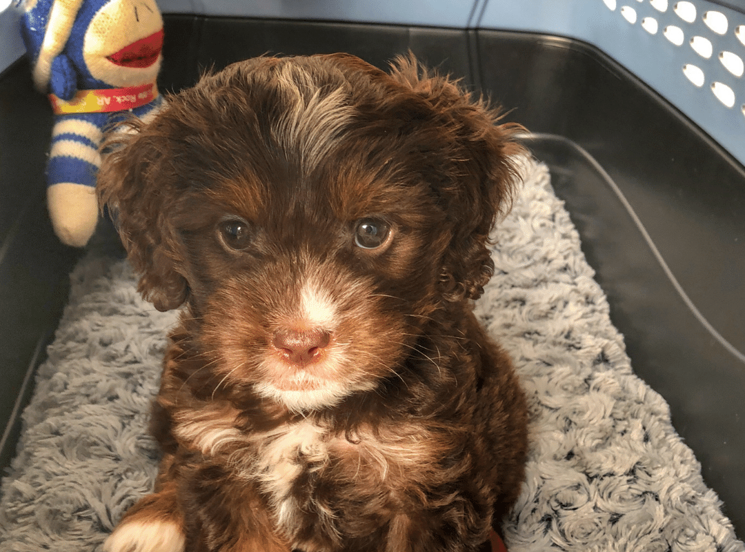 Pros and Cons Of Using a Crate for Puppy Training