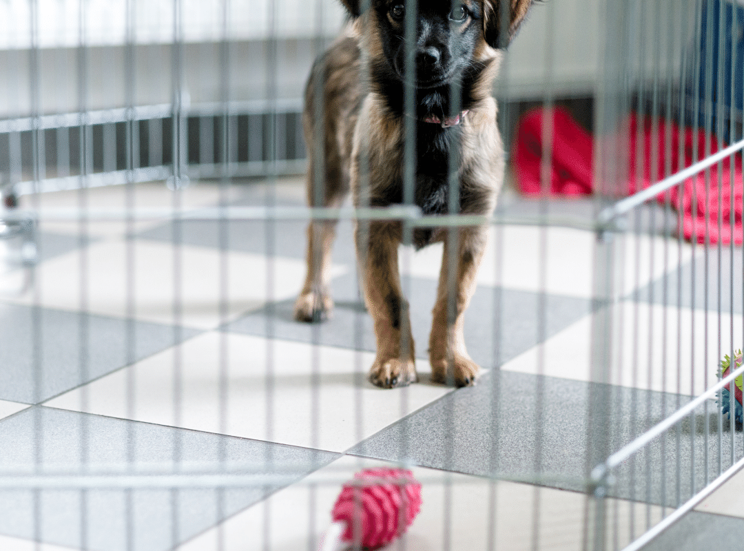 Pros and Cons of Using a Puppy Playpen for Training Your Puppy