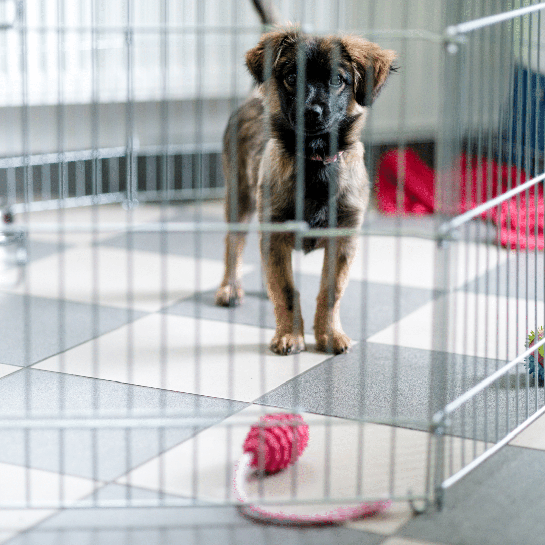 Puppy Pen vs Crate Which One Do You Need? Puppy Smarts