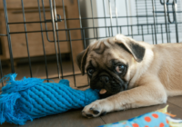 Puppy Pen vs Crate: Which One Do You Need?