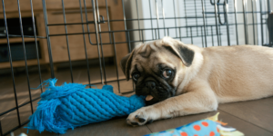 puppy pen vs crate