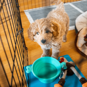 Using a Puppy Pen and a Crate for Puppy Training