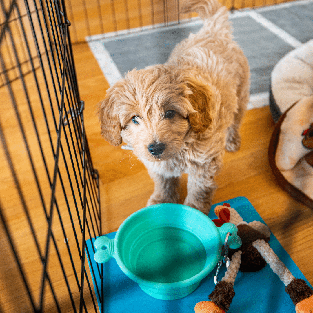 Puppy Pen vs Crate Which One Do You Need? Puppy Smarts