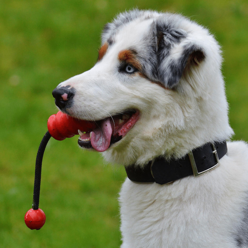 How to Stop Your Dog from Eating Hair