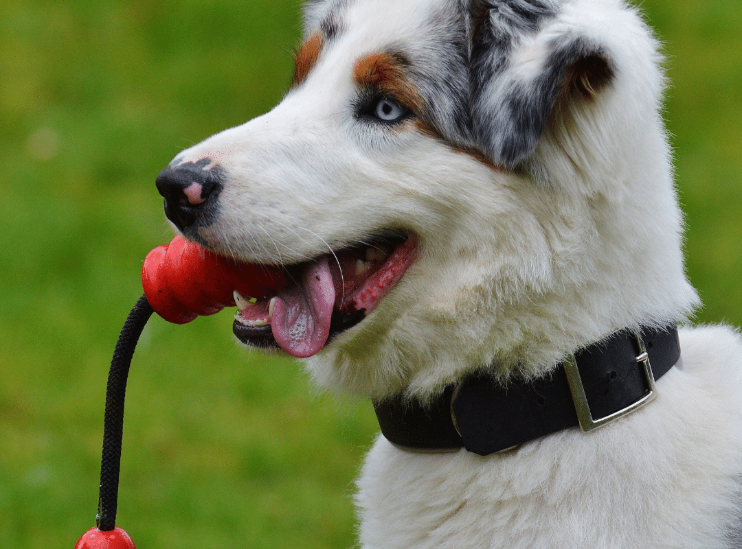 How to Stop Your Dog from Eating Hair