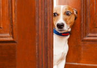 My Dog is Scared of Me: 10 Ways to Help