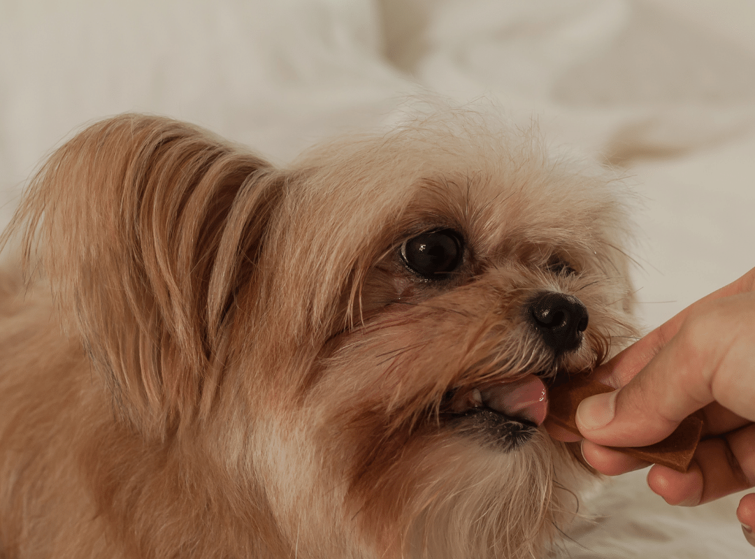 What can I do to help when my dog is scared of me_