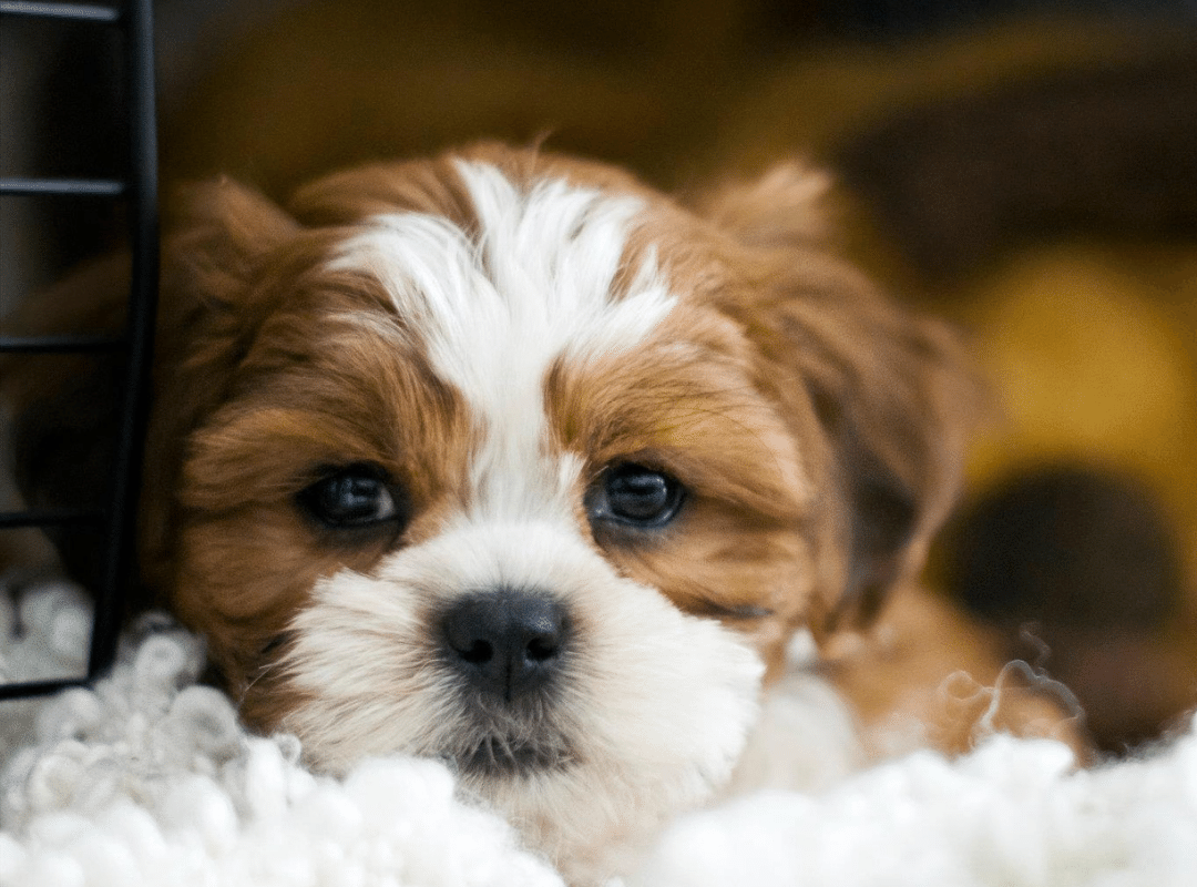 What should I avoid when my dog is scared of me_