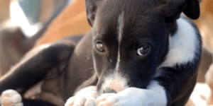 why do dogs eat hair