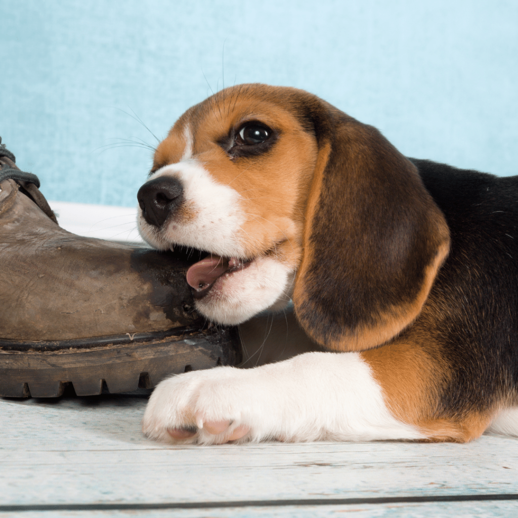 many puppies eat hair out of normal puppy curiosity