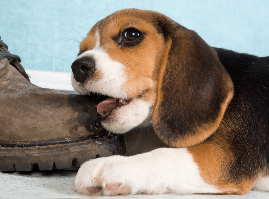 Why do dogs eat hair?