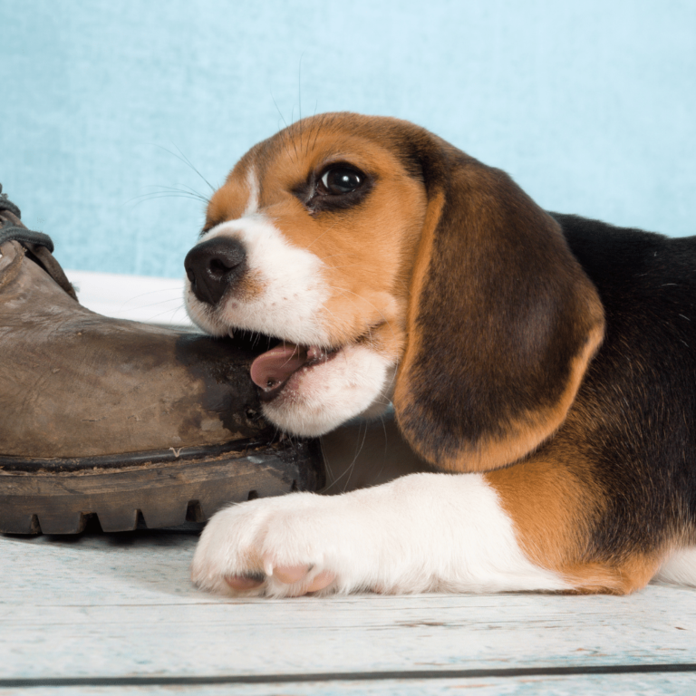 Why Do Dogs Eat Hair and How Can I Stop It? Puppy Smarts