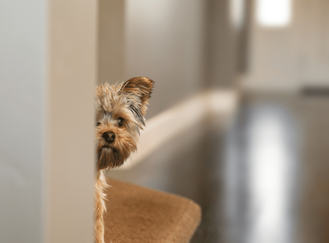 Why is my dog scared of me_