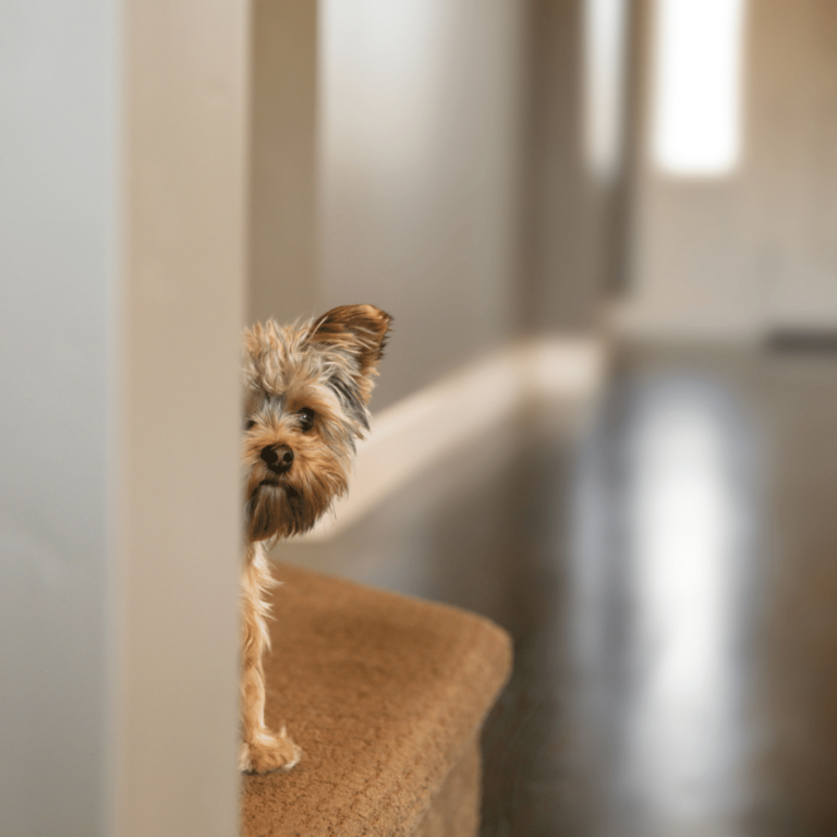 My Dog is Scared of Me 10 Ways to Help Puppy Smarts